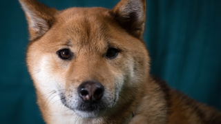 "Vamos a hacernos ricos": Dogecoin aumenta un 90% su valor por un sospechoso viral de TikTok